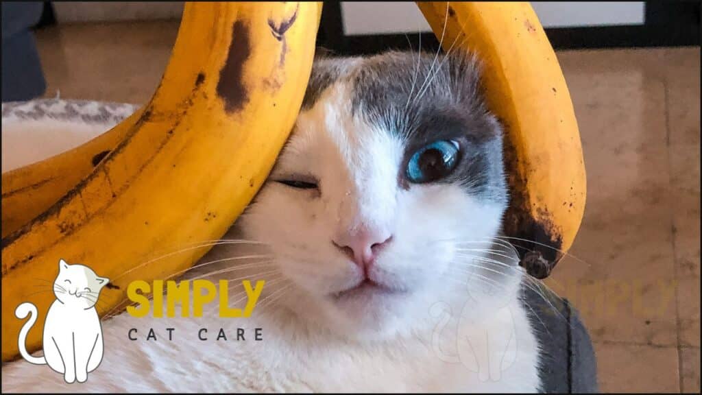 A cat with bananas.