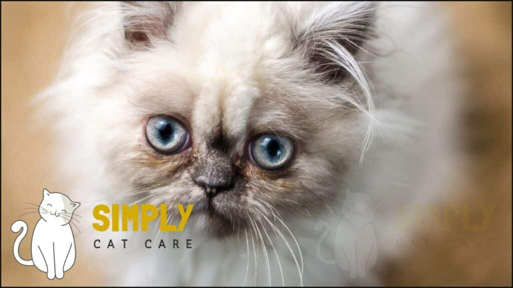 Brachycephalic breeds of cats may have a higher risk of getting gas. Breeds include Persians and Himalayans.