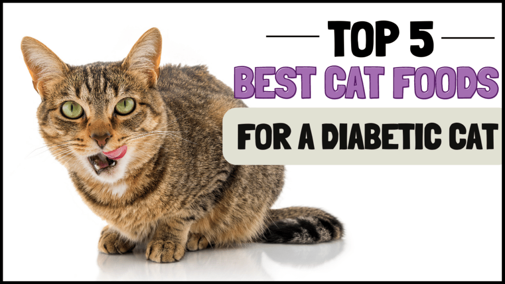 5 Best Cat Food for a Diabetic Cat (NonPrescription) 2022