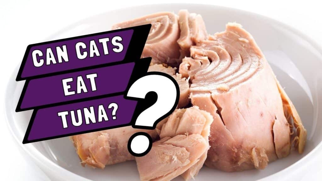 Can cats eat tuna in water?