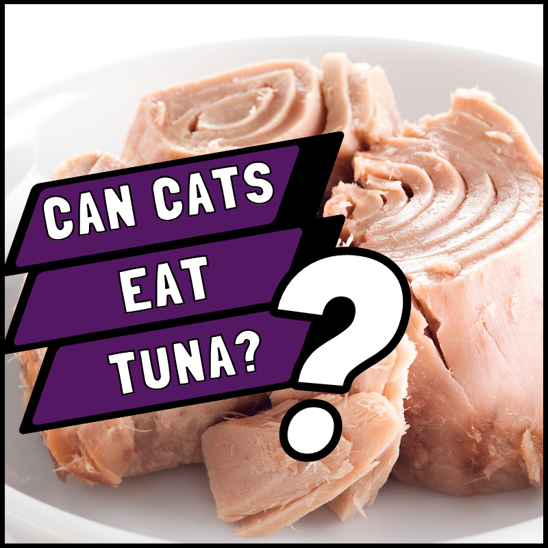 Can Cats Eat Tuna in Water?