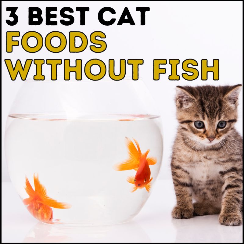 3 Best Cat Foods Without Fish Your Cat Will Love