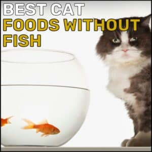Best Cat Foods Without Fish