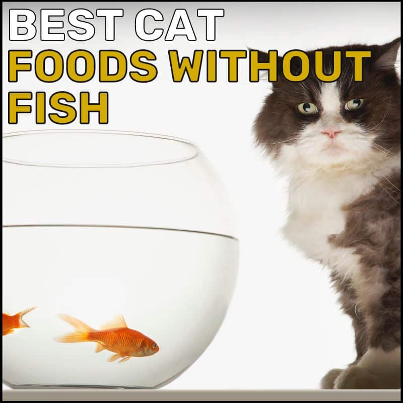 Best Cat Foods Without Fish