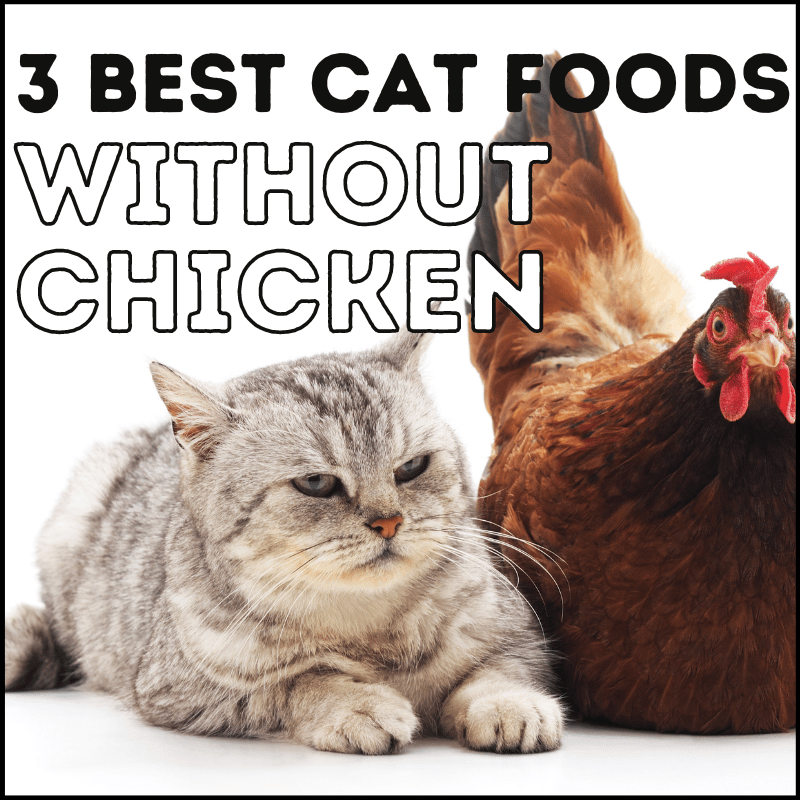 3 Best Wet Cat Food Without Chicken Picks