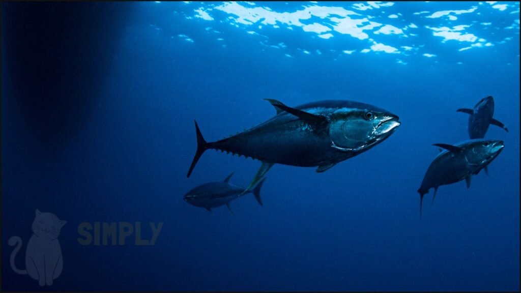Tuna swimming in the ocean