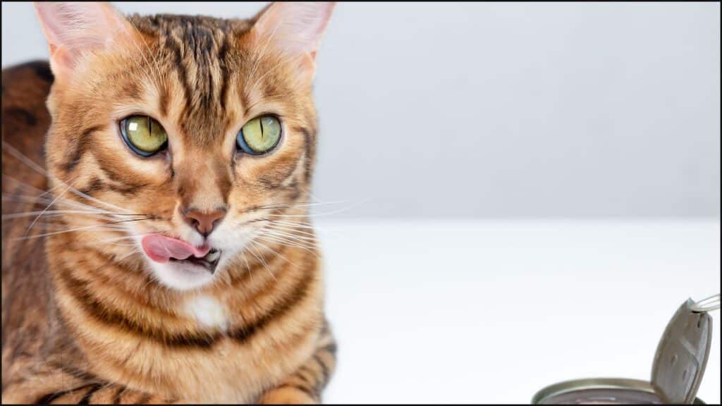 A cat with a tuna of tuna in water