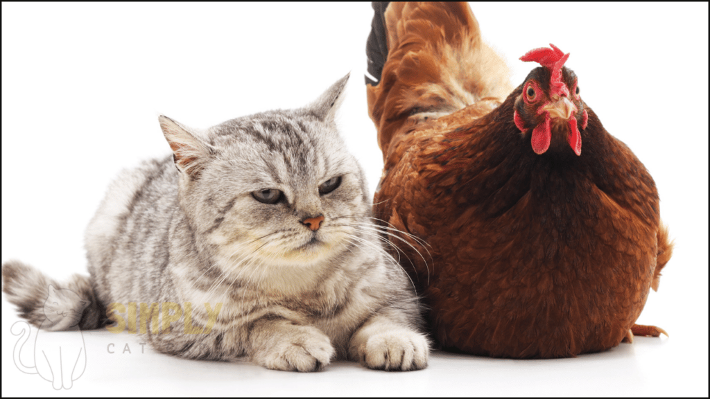 A cat sitting next to a chicken.