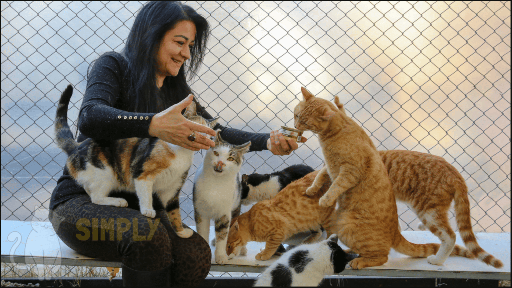 Cat's being fed canned cat food.