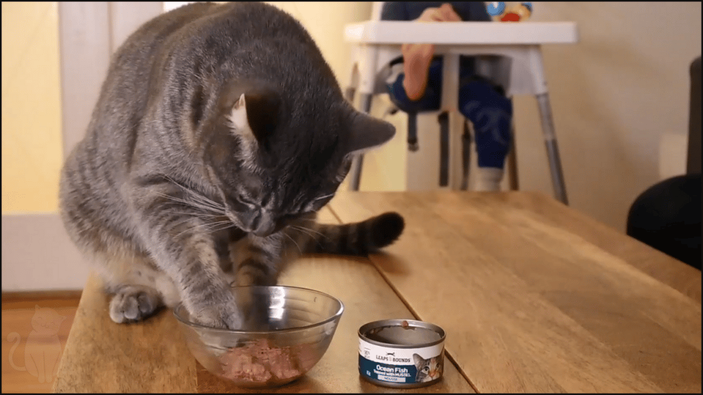 Our cat trying Leaps & Bounds Ocean Fish Topped with Mussel