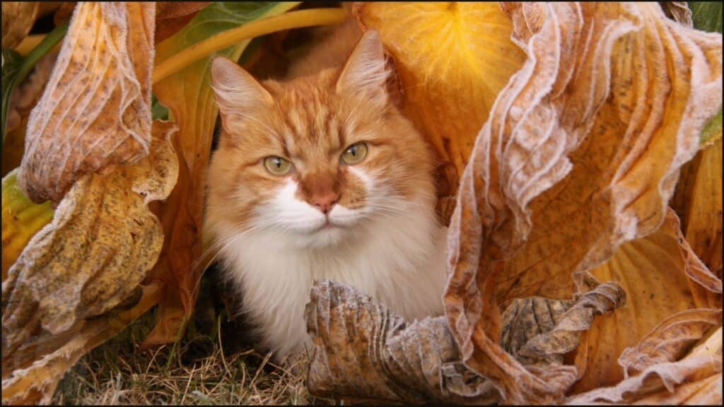 A cat hiding in the leaves.