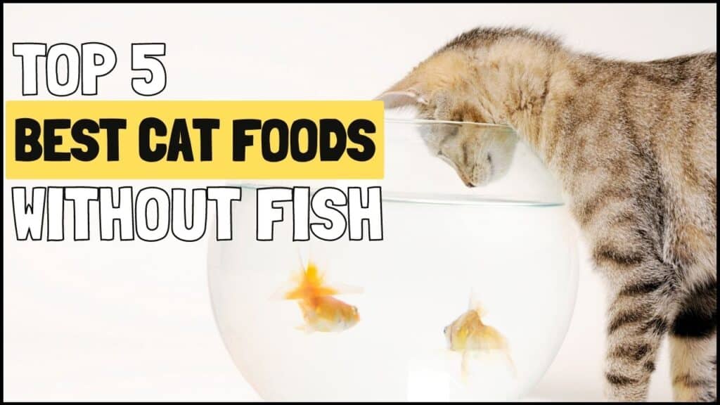 cat food without fish