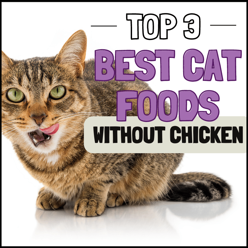 3 Best Wet Cat Food Without Chicken Healthy Picks