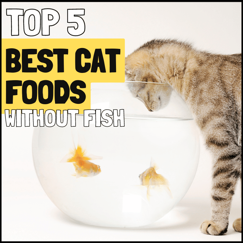 5 Best Cat Foods Without Fish Your Cat Will Love