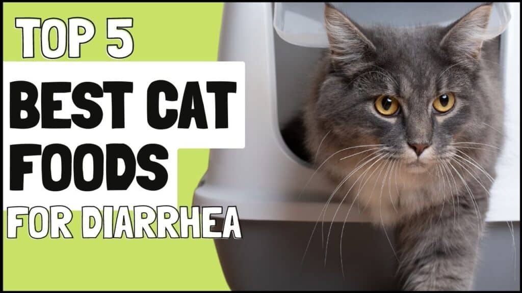 5 Best Cat Food for Cats with Diarrhea