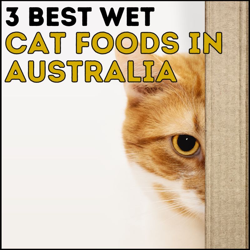 3 Best Wet Cat Foods in Australia