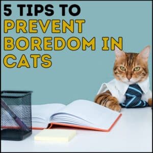 5 Tips to Prevent Boredom in Cats