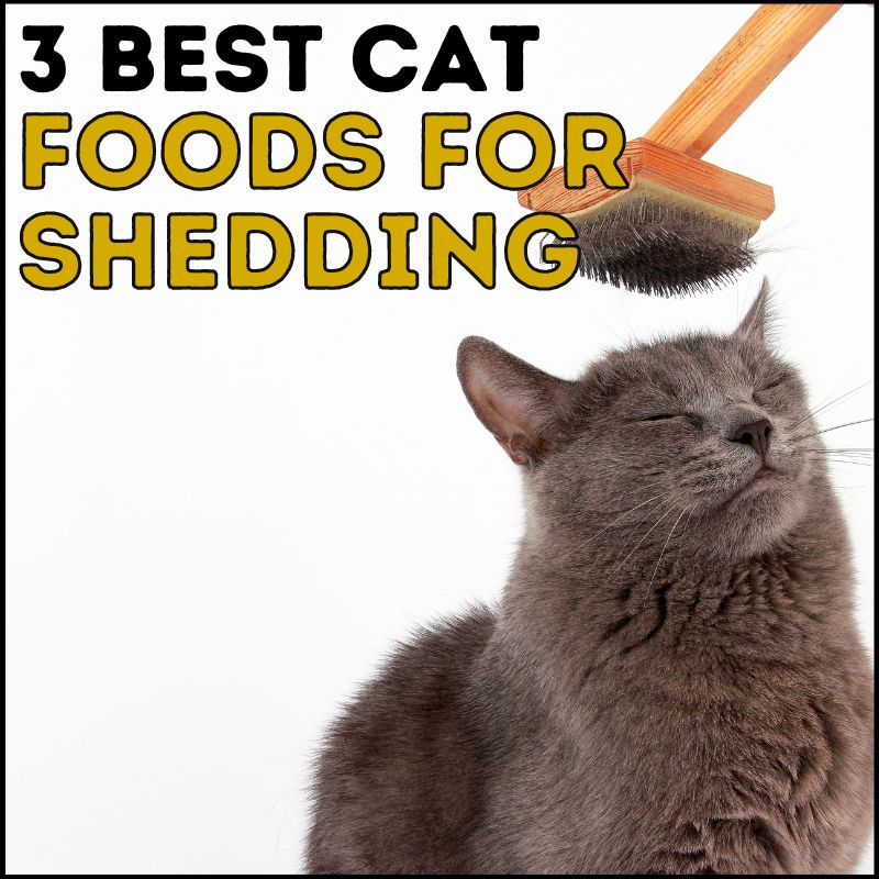 3 Best Cat Food for Excessive Shedding