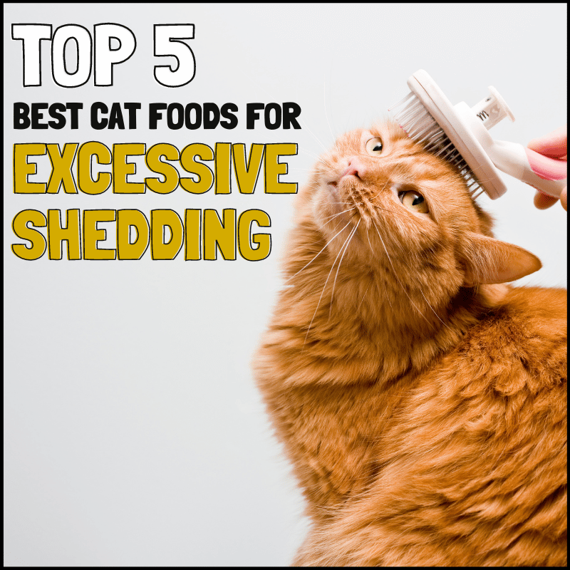 best cat food for excessive shedding