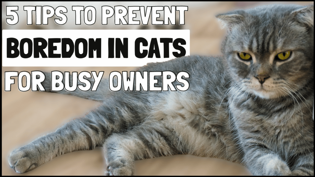 5 Tips to Prevent Boredom in Cats for Busy Owners