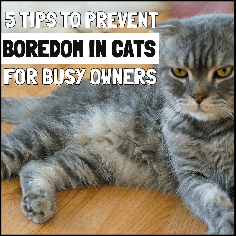 5 Tips to Prevent Boredom In Cats for Busy Owners