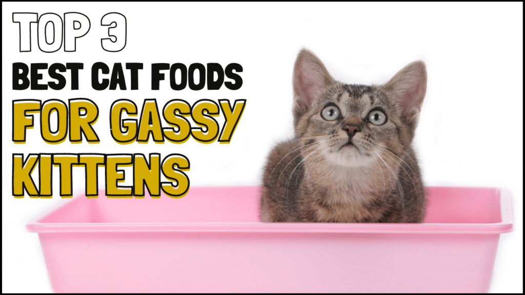 3 Best Kitten Foods for Gassy Kittens