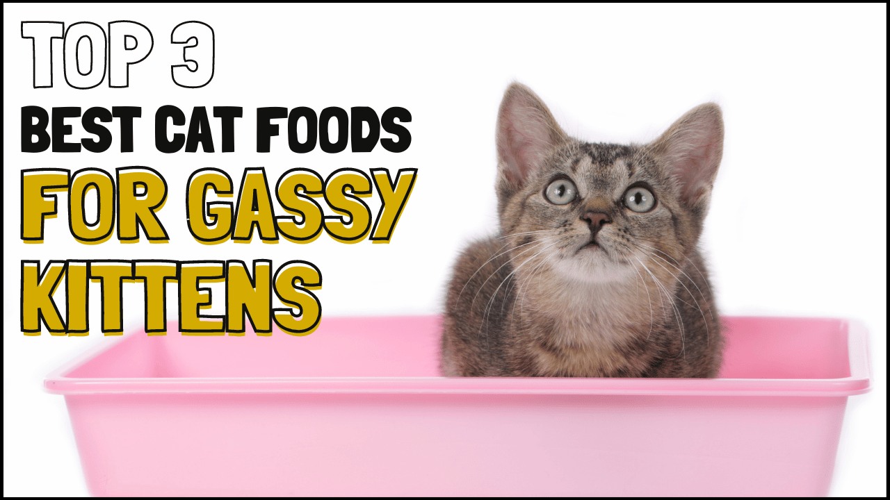 3 Best Cat Food for Gassy Kittens to Clear the Air in 2023