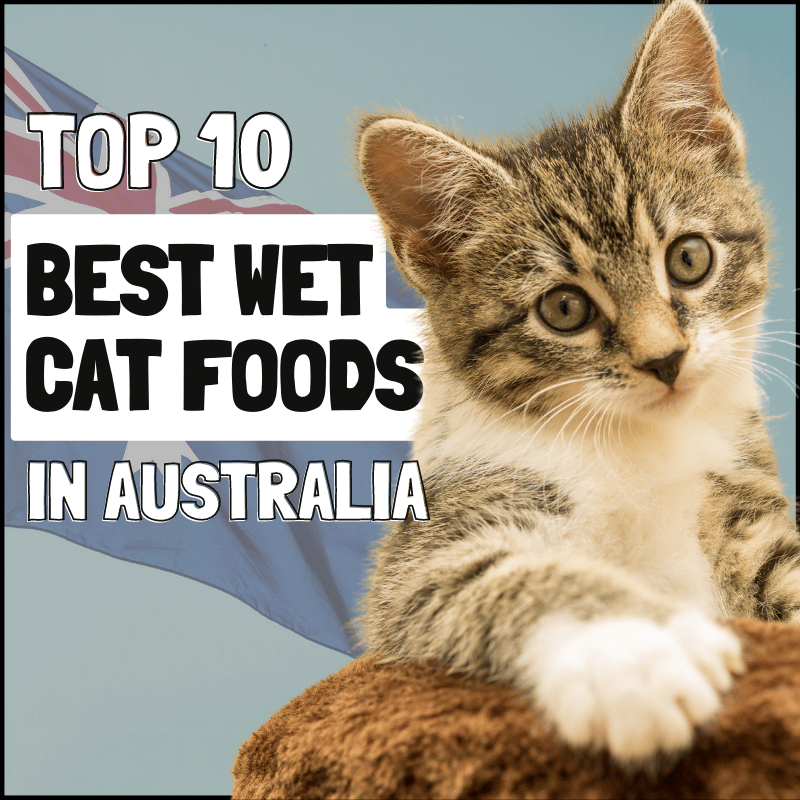 10 Best Wet Cat Foods in Australia