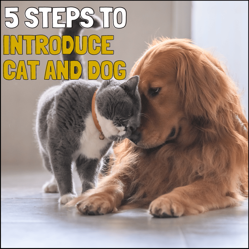 5 Steps to Introducing A Cat And Dog