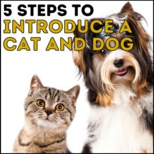 5 Steps to Introducing a Cat and Dog