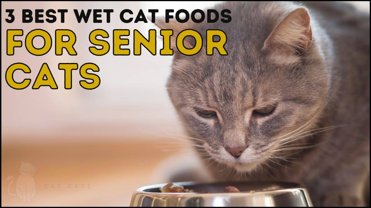 3 Best Wet Cat Food for Senior Cats to Help With Weight Loss