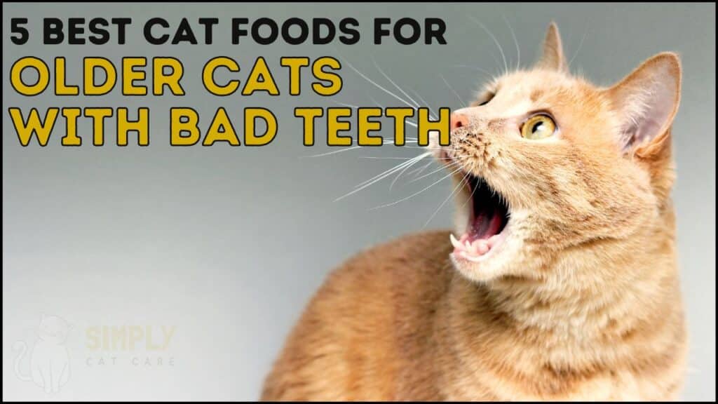 5 Best Cat Food for Older Cats with Bad Teeth