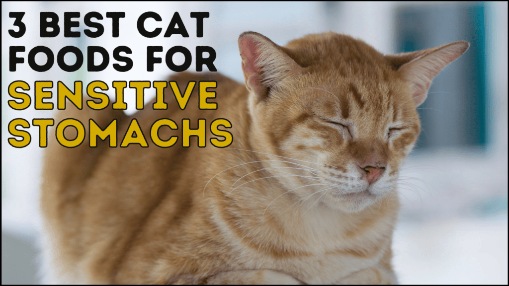 3 Best Cat Food for Sensitive Stomachs