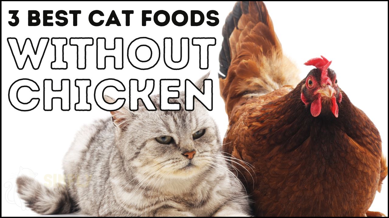3 Best Wet Cat Food Without Chicken Picks for Health in 2023