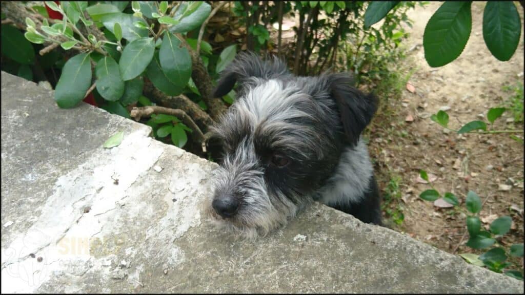 A photo of a dog staring over a ledge.