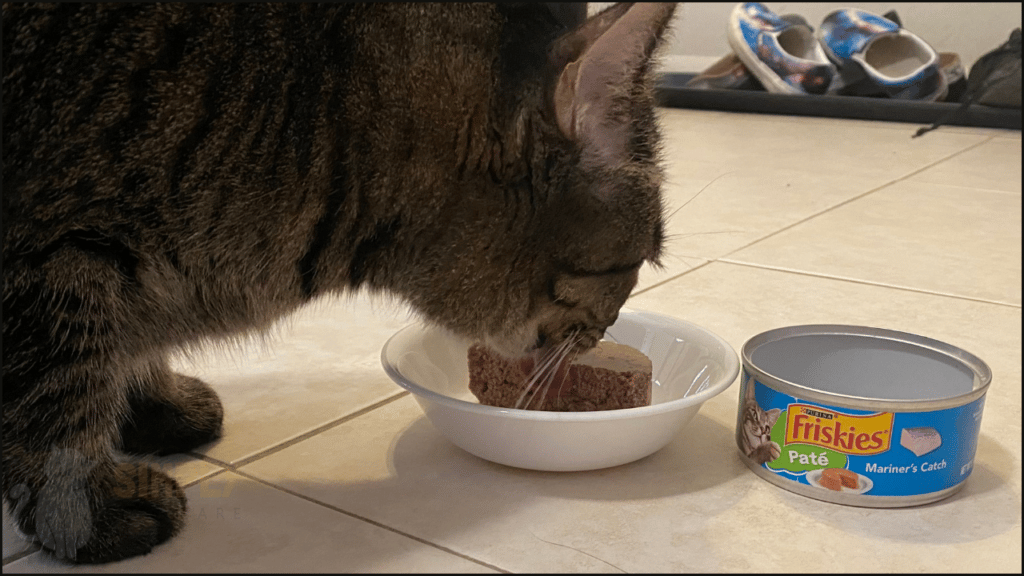 Our cat taste tester Lulu trying Friskies wet cat food