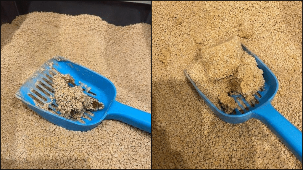 A look at how well World's best cat litter clumps