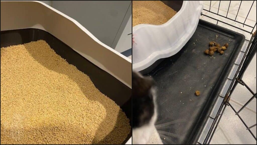 One cat pooed outside the litter tray using World's Best cat litter