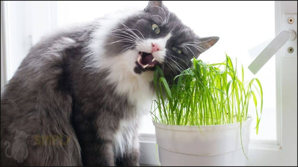 A cat chewing grass.
