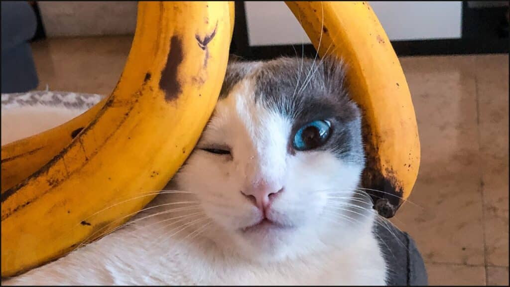A cat with bananas.
