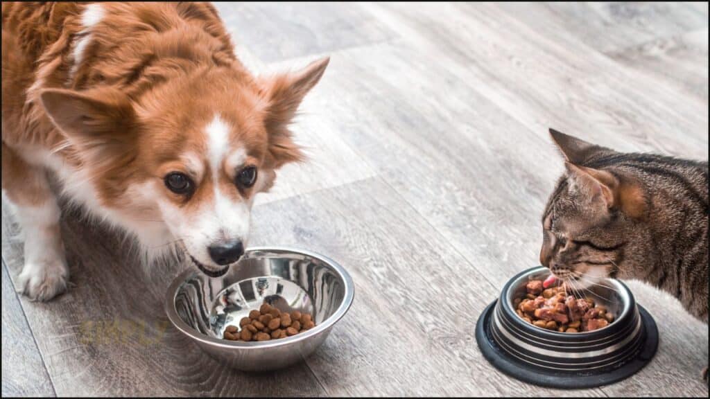 A cat and dog eating together.