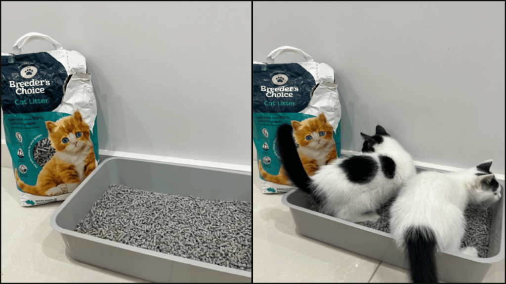 Our cats using Breeders Choice cat litter