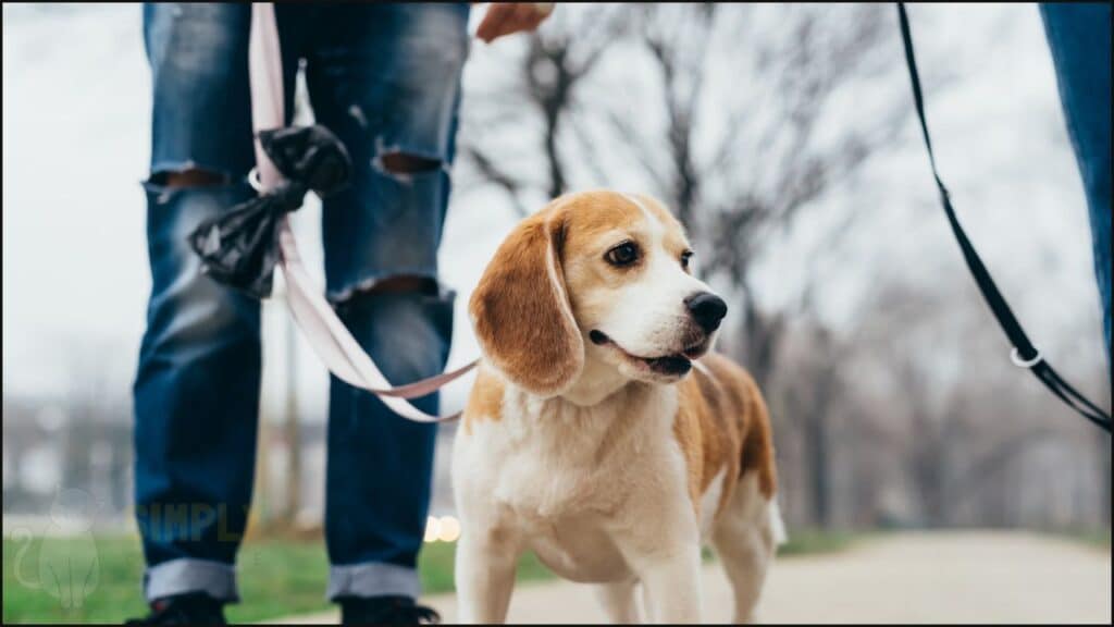 A dog held on a leash.