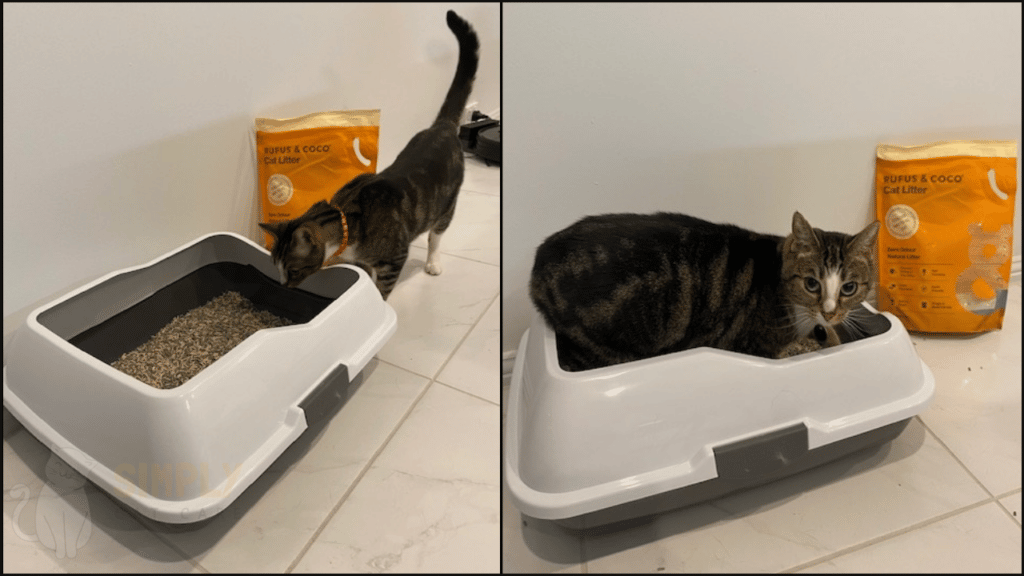 Our Rufus and Coco cat litter review. Here is our cat testing this cat litter.