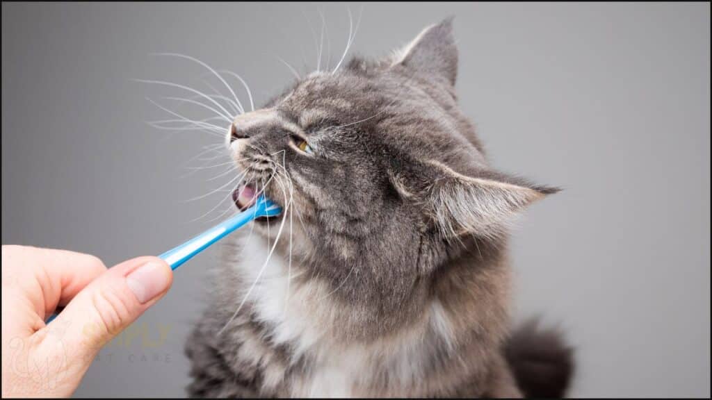 Brushing a cats teeth