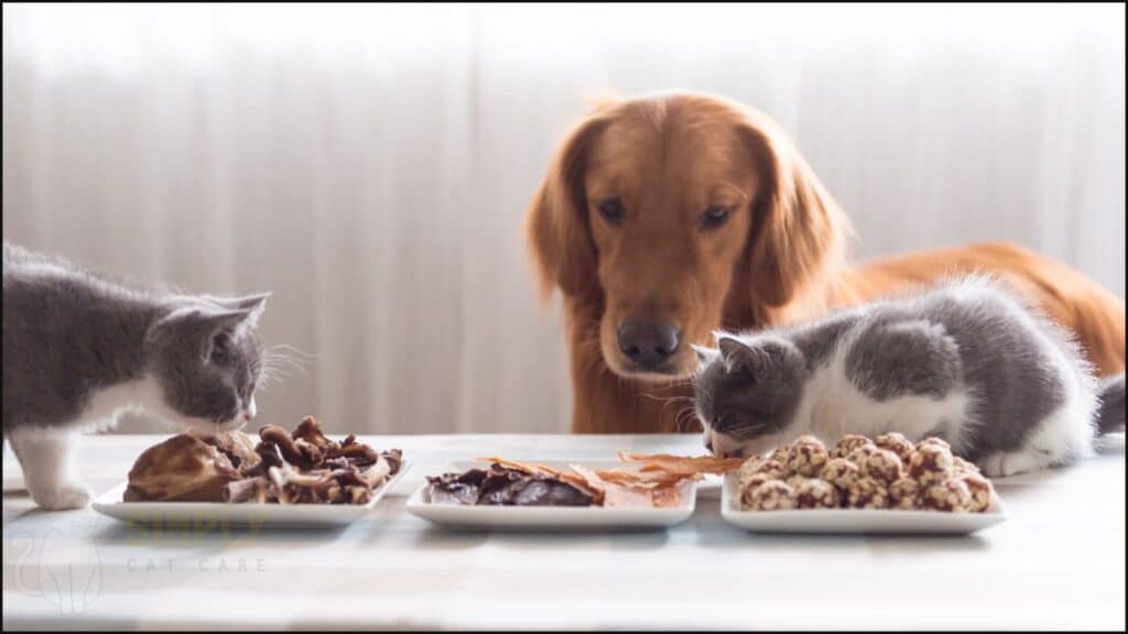 A dog with two cats.