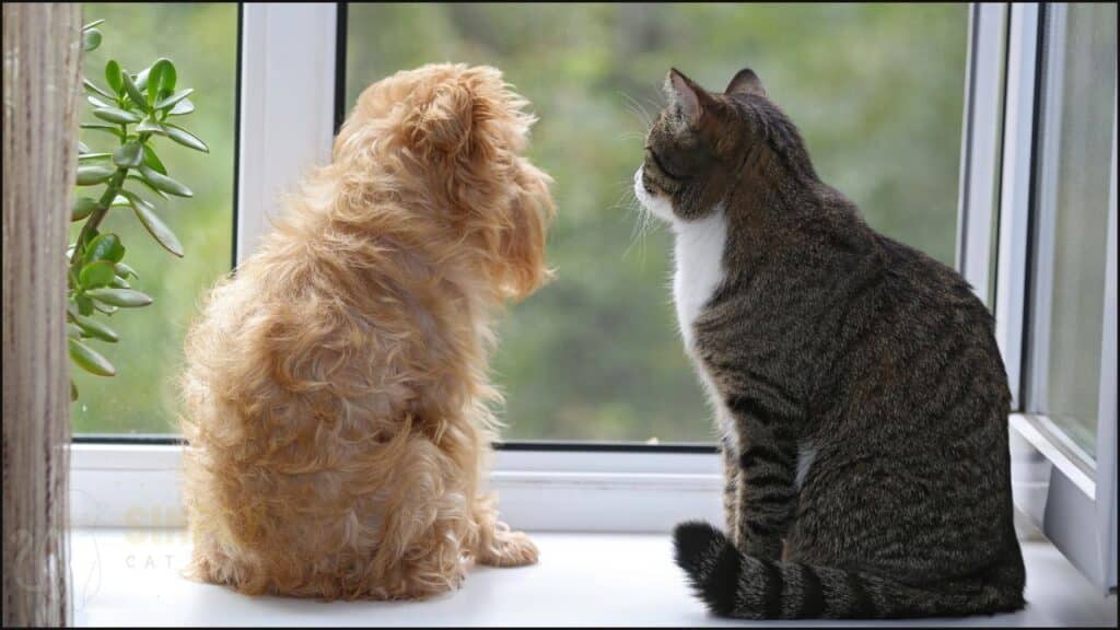A photo of a cat and dog interacting.