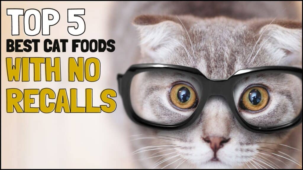 5 Best Cat Food with No Recalls