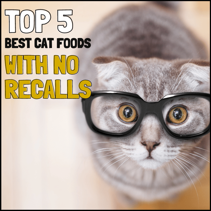 5 Best Cat Food With No Recalls You Can Trust