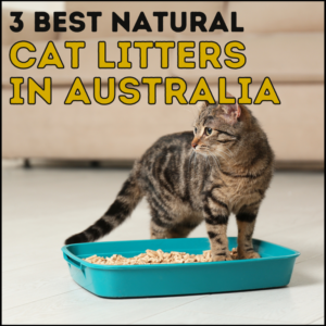 3 Best Natural Cat Litters in Australia